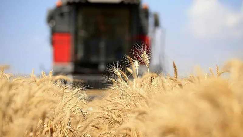 105 milyon tonluk artışla tahıl üretiminde yeni rekor