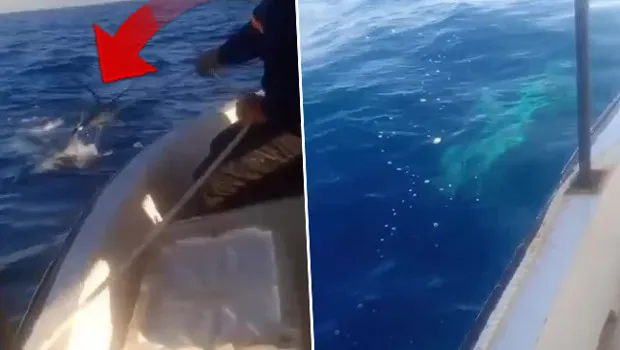 Akdeniz açıklarında görüldü! Tekneyle aynı uzunlukta: 'Böylesini ilk defa gördüm, çok korktuk'