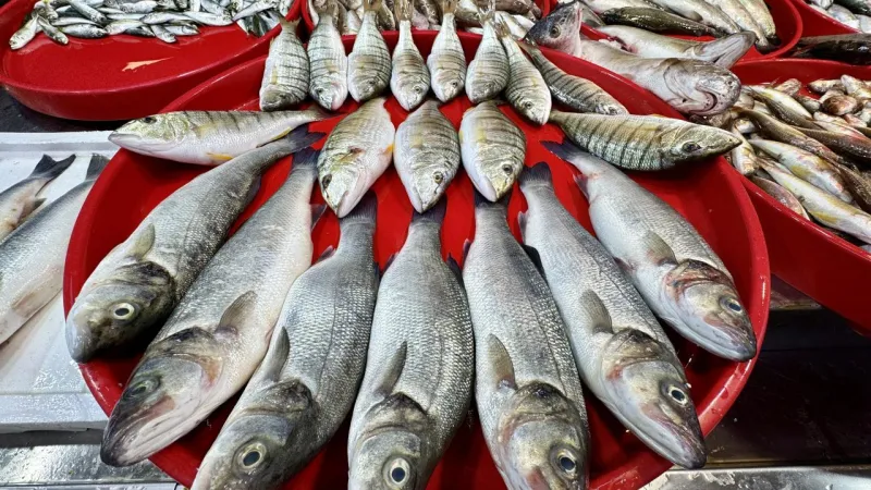 Balık Fiyatları Düştü Mü? Tezgahlarda Bolluk Var!