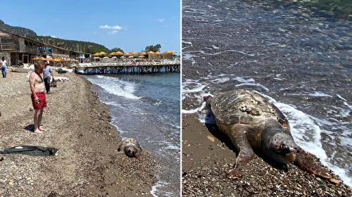 Çanakkale'de Şok! Sahilde Ölü Caretta Caretta Bulundu!