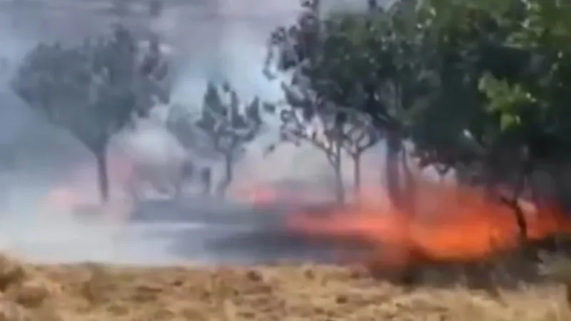 Siirt'te Fıstık Bahçesi Alevlere Teslim! Çay Keyfi Faciası