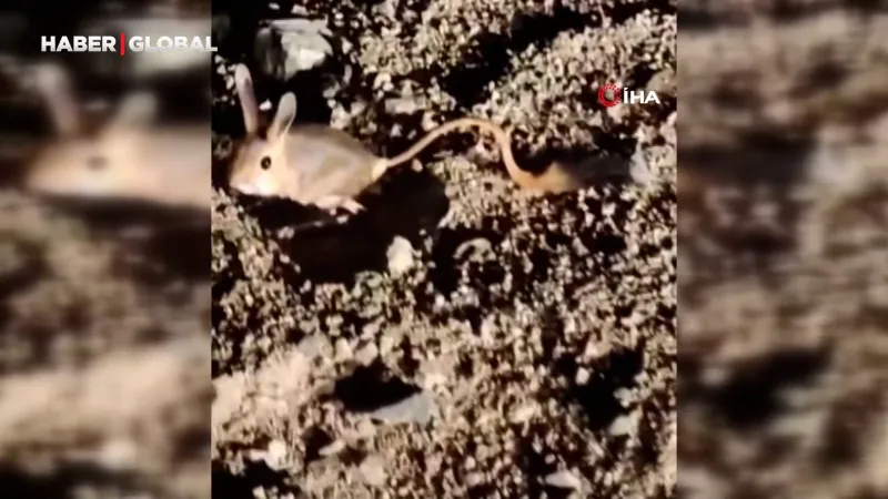 Elazığ'da Görüntülendi! Arap Tavşanı Şoku!