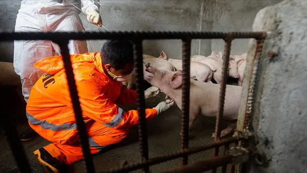 Güney Kore, domuz vebası nedeniyle acil durum ilan etti