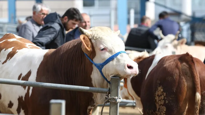 Karantina şartları yüzünden satılamayan kurbanlıkları da ESK alacak