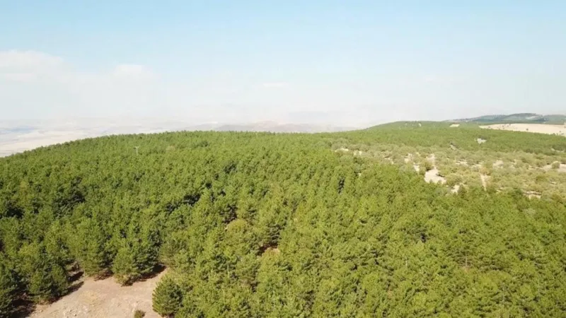 Kırıkkale'de ormanlara girişler 31 Ekim'e kadar yasaklandı