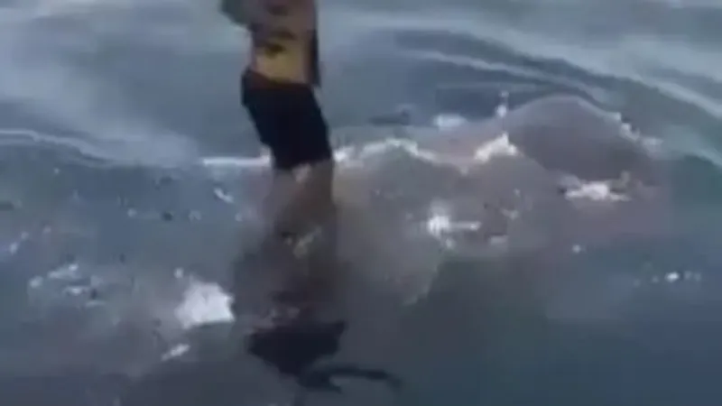 Köpekbalığıyla Sörf! Gözler Şaşkınlıkla Açıldı!