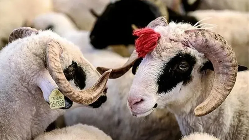 Kurban Bayramında doğru ve dengeli beslenmenin ipuçları