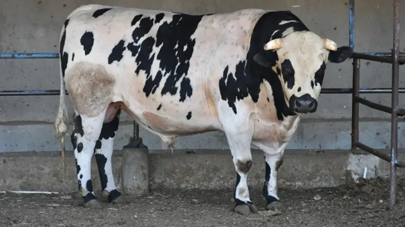 Kurban fotoğrafı çekmek isterken öldü: Dananın boynuzu can aldı