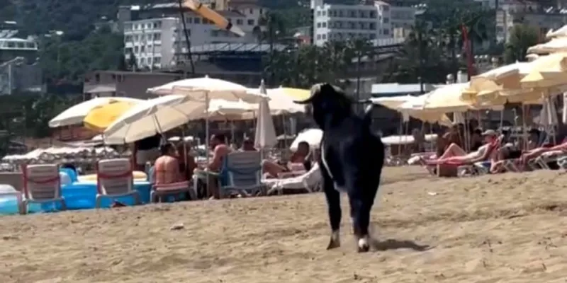 Kurbanlık Keçi Firar Etti! Plajda Görüntülendi!