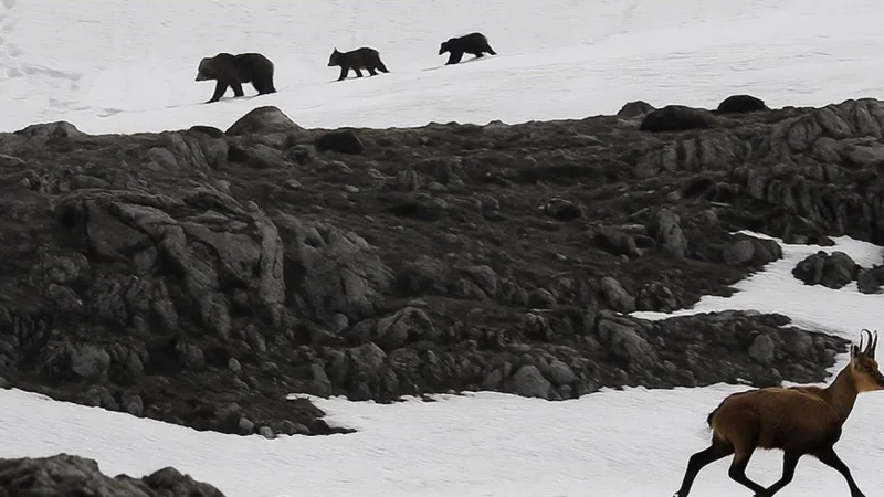 Munzur Dağı’nda nefes kesen anlar