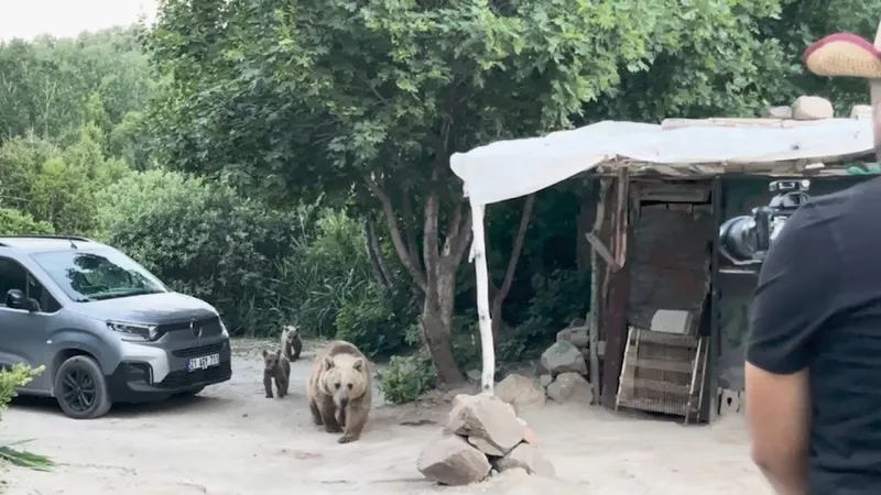 Nemrut'ta Ayı Saldırısı! Belgesel Ekibi Kek Kokusuyla Şoke Oldu