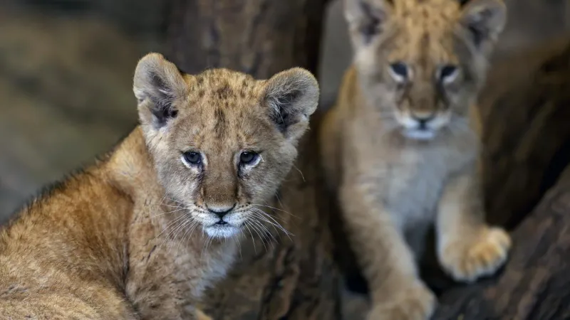 ABD'de Şok! Safari Parkında Aslanlar Ölümle Pençeleşiyor