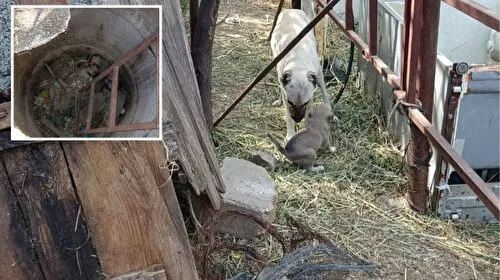 Yürekleri Isıtan Anlar: Anne Köpek Yavrularına Kavuştu!