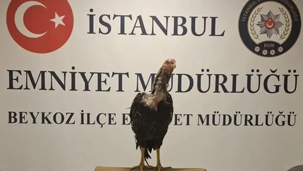 İstanbul'da Horoz Baskını! 3 Horoz Kurtarıldı, Cezalar Yağdı!