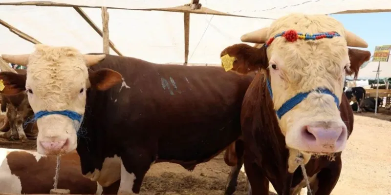Kurbanlık Fiyatları Uçtu! Pazarda Büyük Şok Yaşanıyor
