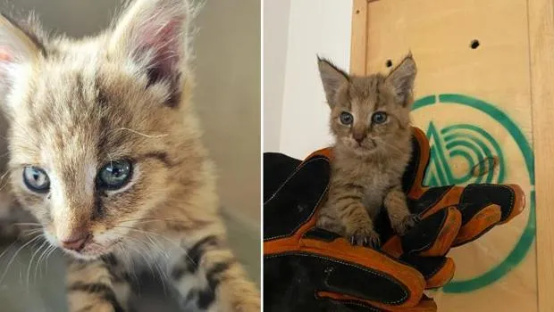 Şırnak'ta Asker Saz Kedisi Yavrusu Buldu! İşte O Anlar