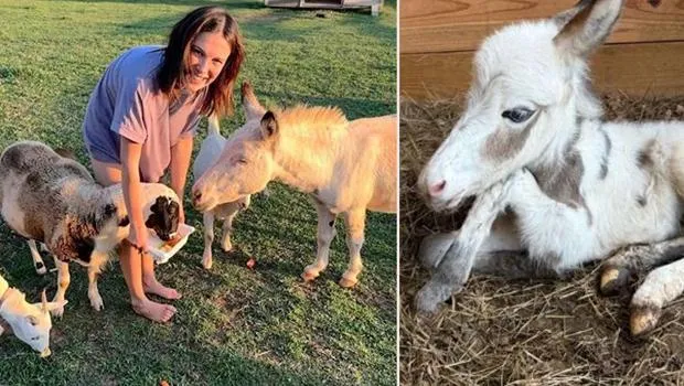 Ünlü oyuncu gösterişli bir törenle evlenip çiftliğe gelin gitmişti: Eşeğinin yavrusu oldu... Büyükannesinin adını verdi!